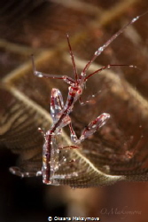 Red-Strip Skeleton shrimp  (Protella similis) by Oksana Maksymova 